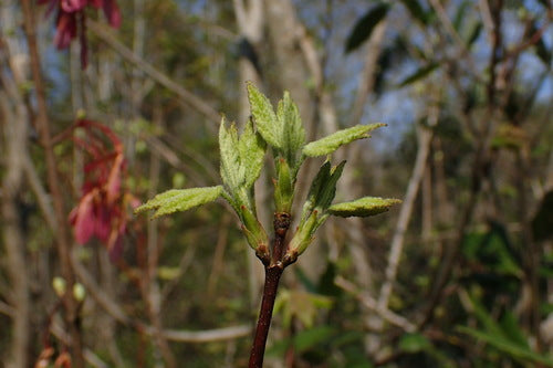 Érable rouge — Bild 2