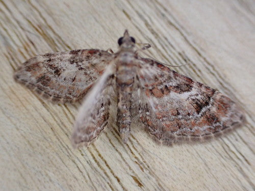 Papillon des fleurs à bandes rouges — Bild 5