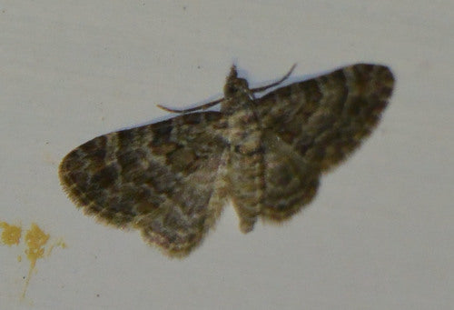 Papillon des fleurs à bandes rouges — Bild 3
