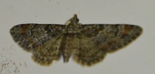 Papillon des fleurs à bandes rouges — Bild 2