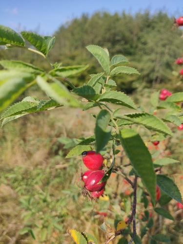 Rose aux pétales rouges — photo 3 sur 9