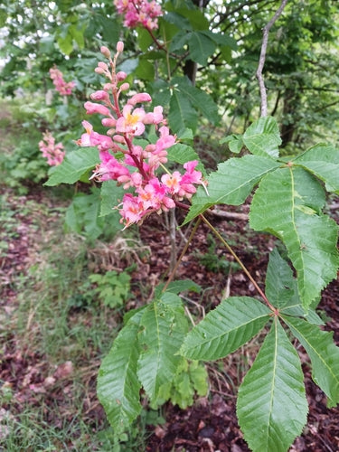 Marronnier d'Inde à fleurs rouges — Bild 5