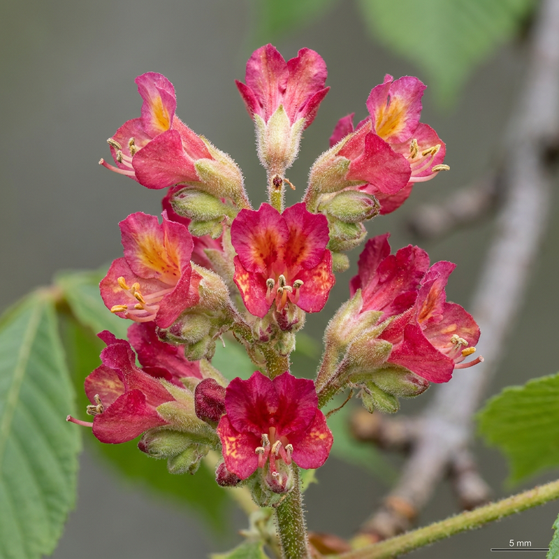 Marronnier d'Inde à fleurs rouges