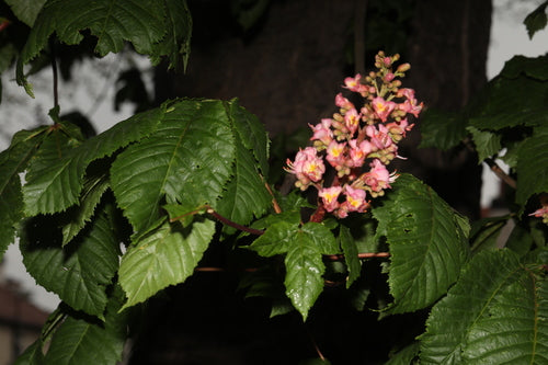 Marronnier d'Inde à fleurs rouges — Bild 2