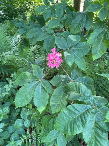 Marronnier d'Inde à fleurs rouges — Bild 4