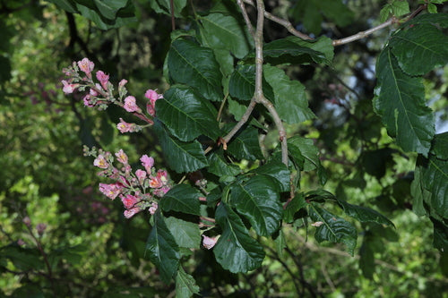 Marronnier d'Inde à fleurs rouges — Bild 3