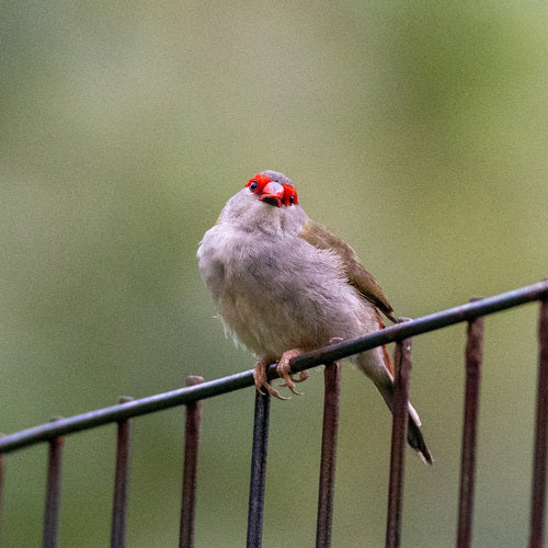 Cendrier à sourcils rouges — photo 5 sur 8