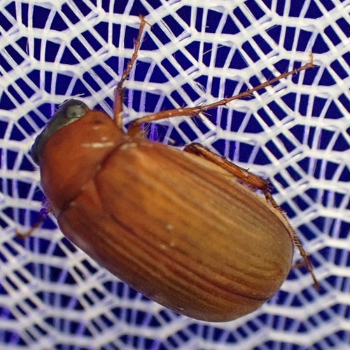Coléoptère rouge-brun — Bild 4