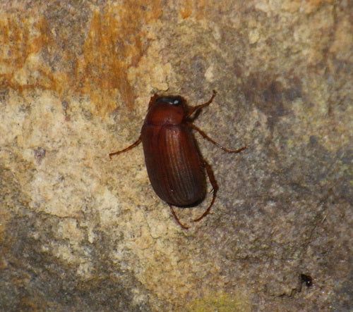 Coléoptère rouge-brun — Bild 3