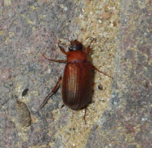 Coléoptère rouge-brun — Bild 2