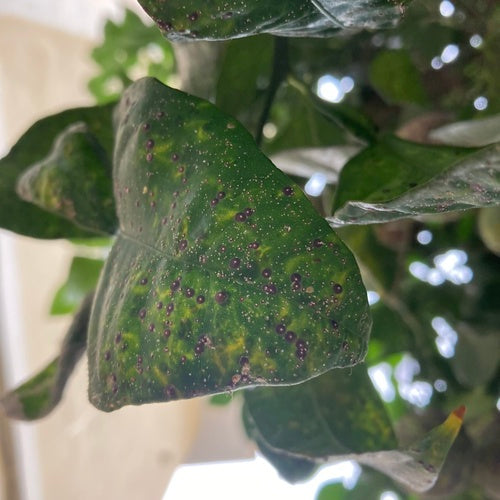 Cochenille rouge de Floride — Bild 2