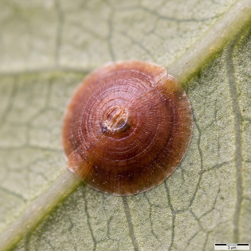 Cochenille rouge de Californie
