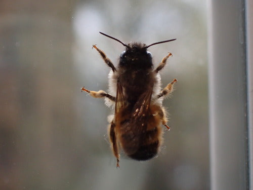 Abeille maçonne rouge — Bild 2