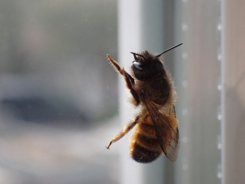 Abeille maçonne rouge — Bild 3