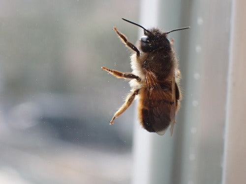Abeille maçonne rouge — Bild 4