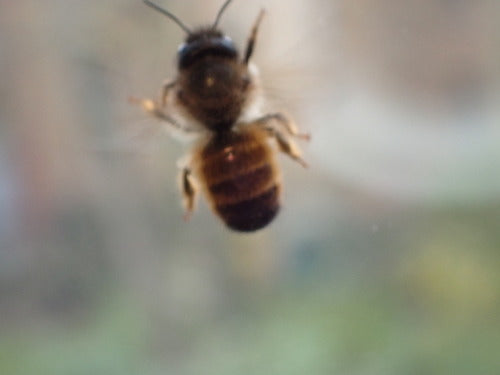 Abeille maçonne rouge — Bild 5