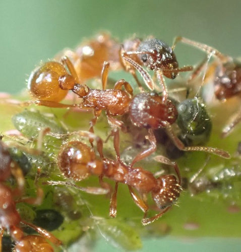 Rote Rasenameise - Bild 8