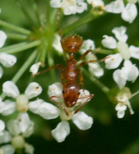 Fourmi rouge des pelouses — Bild 1