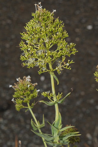 Fleur d'éperon rouge — Bild 4