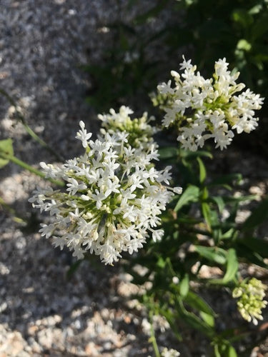 Fleur d'éperon rouge — Bild 3