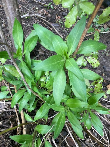 Fleur d'éperon rouge — Bild 5