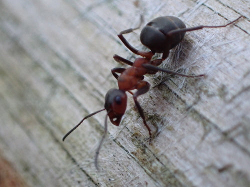 Fourmi des bois rouge — Bild 4