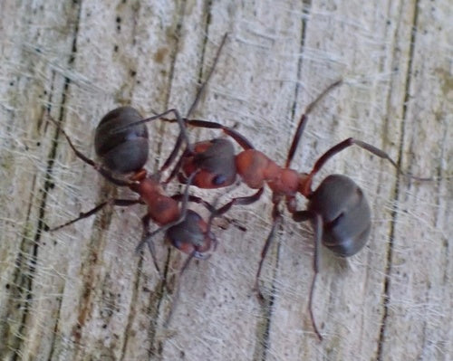 Fourmi des bois rouge — Bild 5