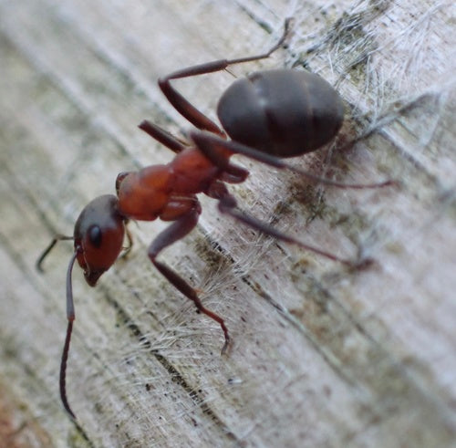 Fourmi des bois rouge — Bild 5