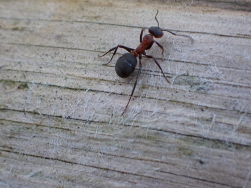 Fourmi des bois rouge — Bild 4