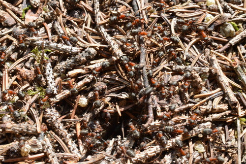 Fourmi des bois rouge — Bild 3