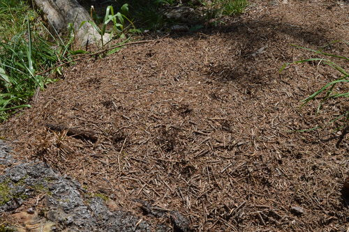 Fourmi des bois rouge — Bild 2