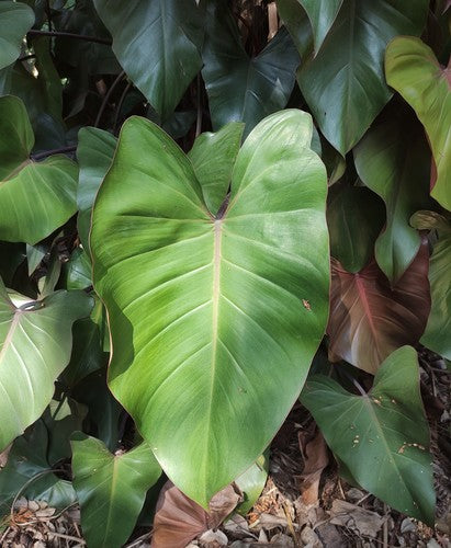 Ami de l'arbre rouge (cultivar 'Black Cardinal') — Bild 3