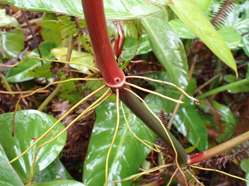 Ami de l'arbre rouge (cultivar 'Black Cardinal') — Bild 5