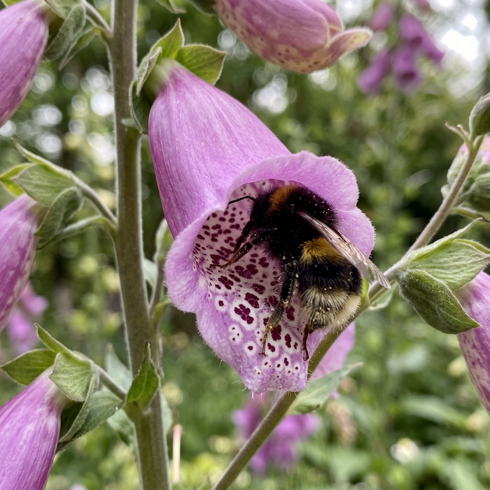Blüte von Roter Fingerhut (Digitalis purpurea) in Nahaufnahme (KI-generiert)