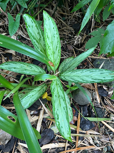 Fil d'épi rouge — Bild 2