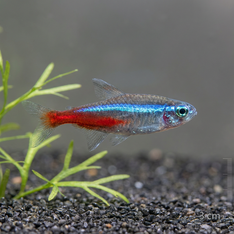 Néon rouge