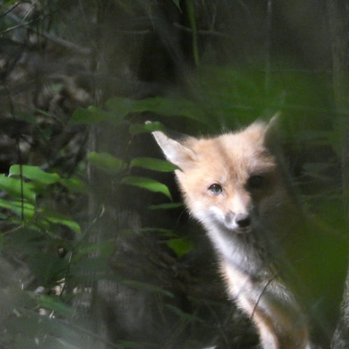 Renard roux — Bild 3