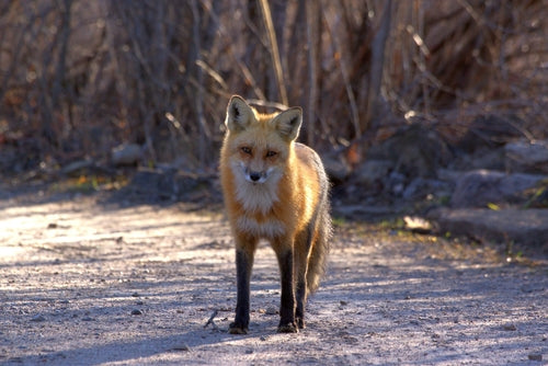 Renard roux — Bild 2