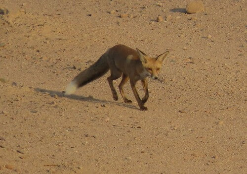 Renard roux — Bild 5