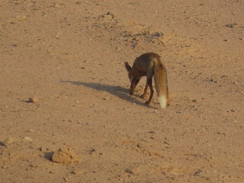 Renard roux — Bild 4