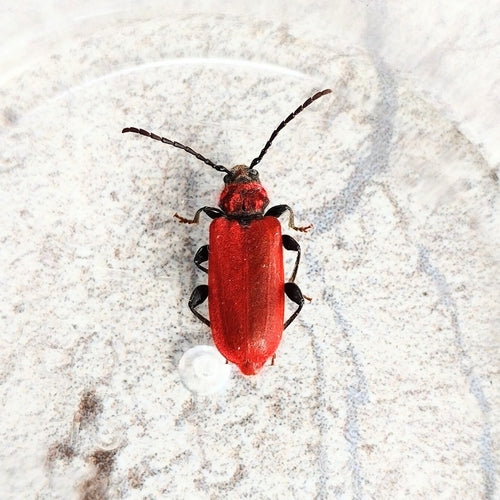 Buck rousse — photo 5 sur 8