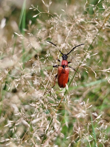 Buck à cou rouge — Bild 2