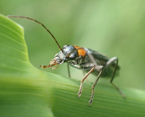 Longicorne à cou rouge — Bild 3