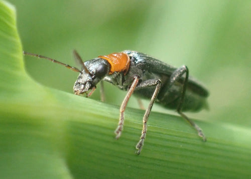 Longicorne à cou rouge — Bild 2