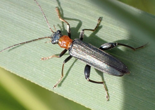 Longicorne à cou rouge — Bild 5