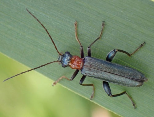 Longicorne à cou rouge — Bild 4