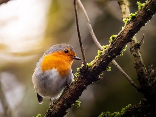 rouge-gorge — Bild 5