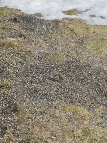 rouge-gorge — Bild 3