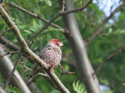 Amarante à tête rouge — photo 2 sur 8