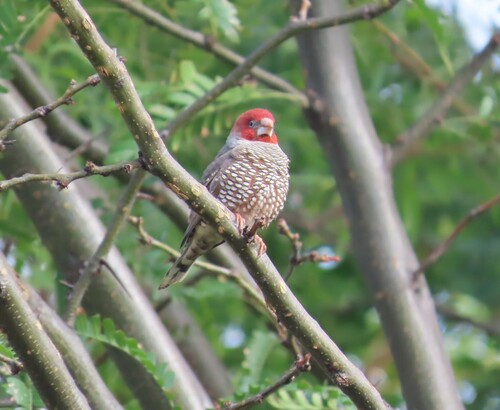 Amarante à tête rouge — photo 3 sur 8